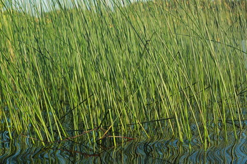 Фон камыша © heshixin