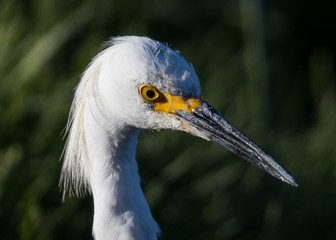 Close view of a great white egret in beautiful light