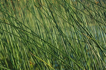 Фон камыша © heshixin