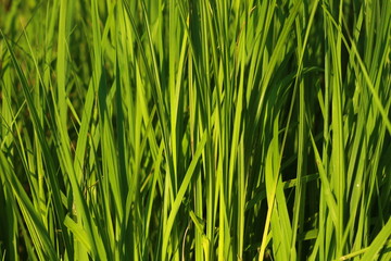 Naklejka premium Фон зеленой травы