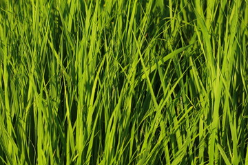 Фон зеленой травы