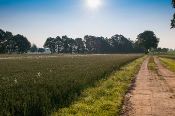 Country road through the fields