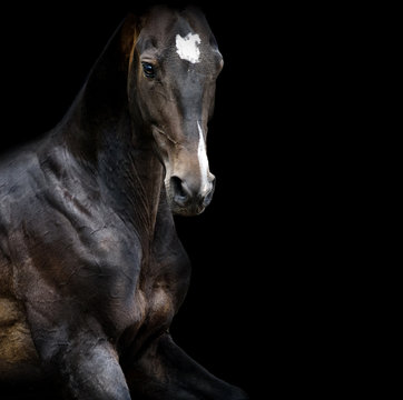 akhal-teke horse portrait closeup in low key