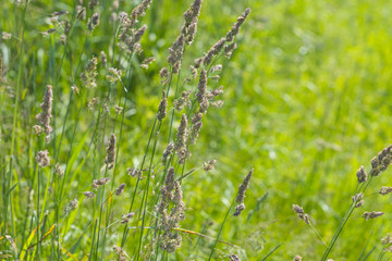 flowering grass in detail - allergens
