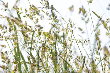 flowering grass in detail - allergens