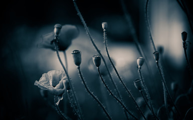 poppy flowers at sunset