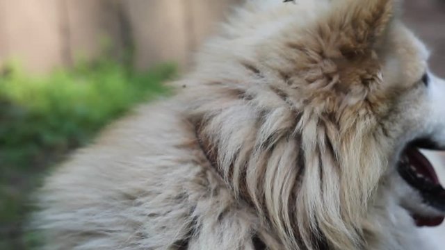Собака во дворе летом