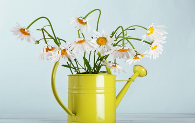 Beautiful daisies bouquet in green watering can