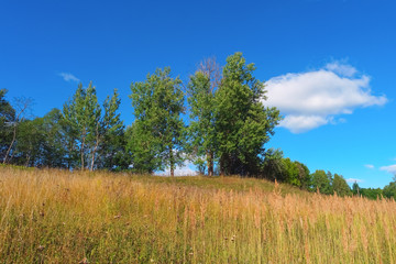 Summer landscape with trees, grass, sky and clouds