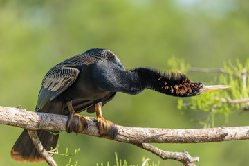 Anhinga on tree branch drying itself