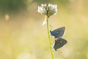 Common blue butterflies couple mating