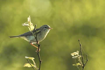 Willow warbler bird, Phylloscopus trochilus