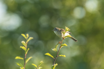 Willow warbler bird, Phylloscopus trochilus