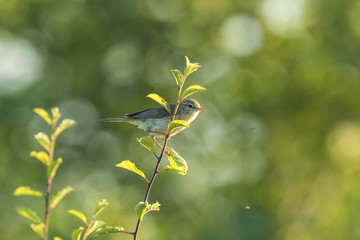 Obraz premium Willow warbler bird, Phylloscopus trochilus