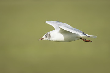 Black-headed gull, Chroicocephalus ridibundus, flying