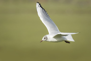 Black-headed gull, Chroicocephalus ridibundus, flying