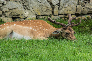 Rotwild © Mathias Karner