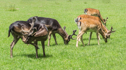 Rotwild © Mathias Karner