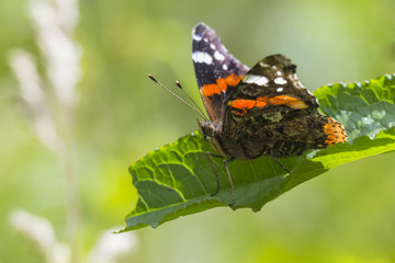 Red Admiral butterfly, Vanessa atalanta