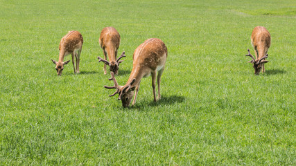 Rotwild © Mathias Karner