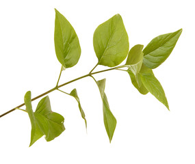 green lilac leaves. isolated on white background