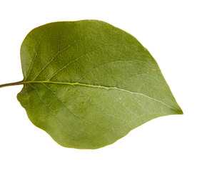 Obraz premium green leaf lilac. isolated on white background