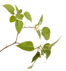 green lilac leaves. isolated on white background