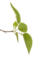 green lilac leaves. isolated on white background