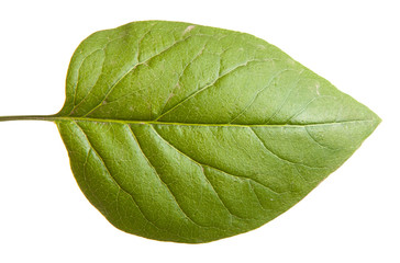 Obraz premium green leaf lilac. isolated on white background