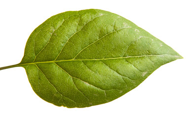 Fototapeta na wymiar green leaf lilac. isolated on white background