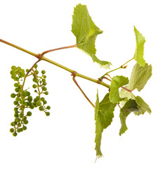 young grapes on a vine with leaves. isolated on white background