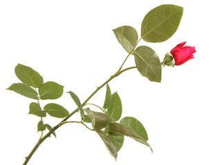 branch of red rose isolated on white background