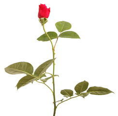 branch of red rose isolated on white background