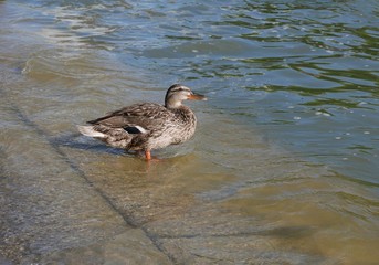 Canard femelle