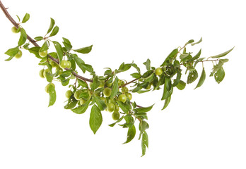 plum-tree branch with green fruits and leaves. isolated on white