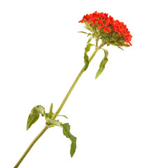 red phlox flower. isolated on white background