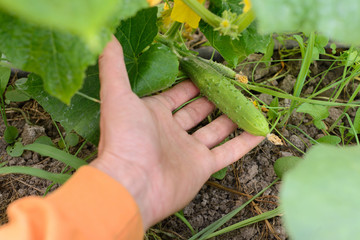 A man holding little cucumber grouth at green house