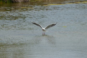 Mouette rieuse (Chroicocephalus ridibundus) 