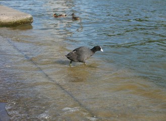 Poule d'eau, canard