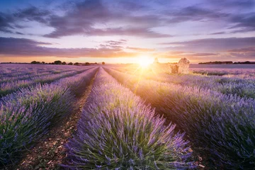Peel and stick wall murals Lavender LAVENDER IN SOUTH OF FRANCE