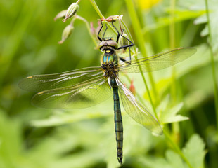 Dragonfly Close Up