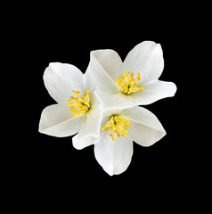 Obraz premium White jasmine flower.