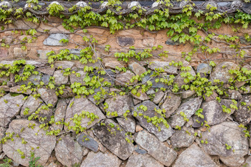 Old stone wall and vines