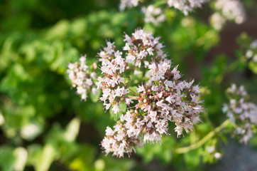 セイヨウカコノソウ