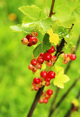 redcurrant