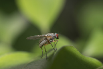 Naklejka premium Слепень