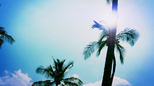 4K Classic Vignette, Blue Sky and Palm Trees, Sun Light Lens Flare