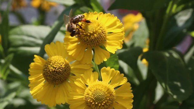 bee collecting pollen in summer