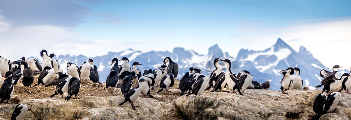 Cormorants - sea birds in Beagle Channel, Ushuaia, Argentina - obrazy, fototapety, plakaty