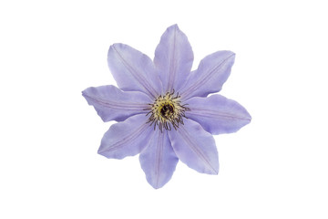 lilac flower isolated on whte